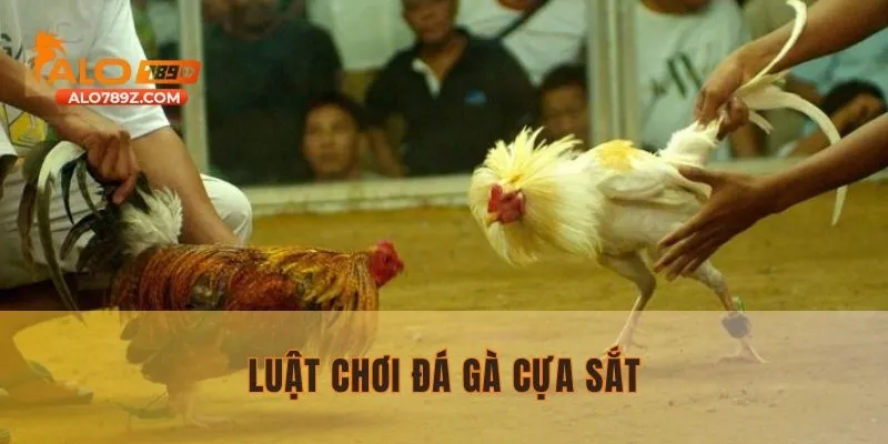 Hiểu rõ quy luật đá gà cựa sắt trước khi đặt cược